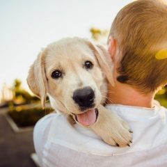 La prostate chez le chien : quels sont les symptômes de la maladie ?