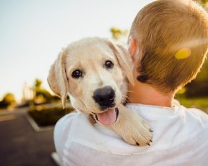 La prostate chez le chien : quels sont les symptômes de la maladie ?