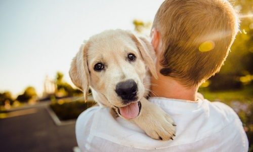 La prostate chez le chien : quels sont les symptômes de la maladie ?