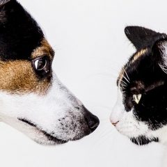 Les puces dans le chien : 5 choses à faire pour s’en débarrasser