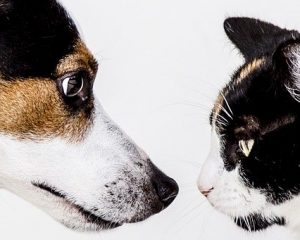 Les puces dans le chien : 5 choses à faire pour s’en débarrasser