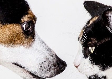 Les puces dans le chien : 5 choses à faire pour s’en débarrasser