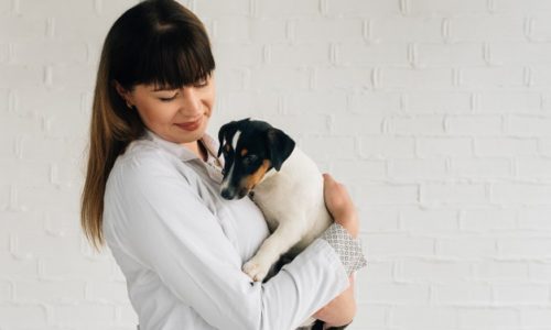 Comment bien soigner son chien en cas de maladie ?