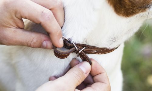 Quand dois-je acheter un collier pour mon chien ?