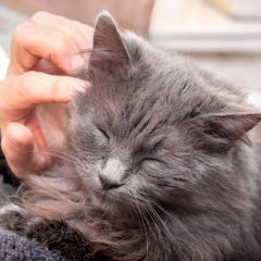Comment endormir un chat rapidement ?