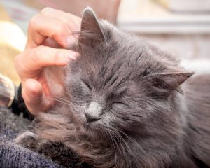 Comment endormir un chat rapidement ?