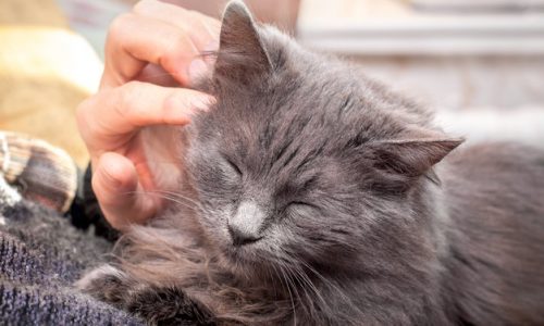 Comment endormir un chat rapidement ?