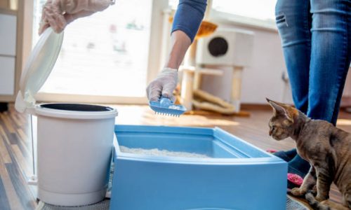 Comment faire aller un chat adulte dans sa litière ?
