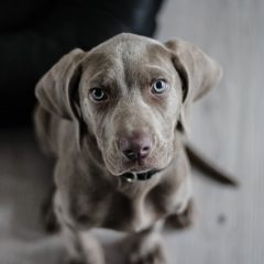 Quels sont les bienfaits des croquettes bio pour mon chien ?