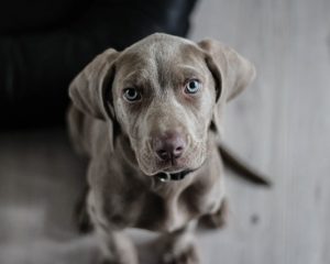 Quels sont les bienfaits des croquettes bio pour mon chien ?
