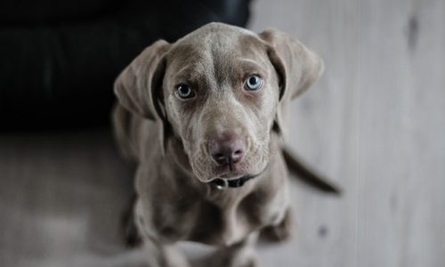 Quels sont les bienfaits des croquettes bio pour mon chien ?