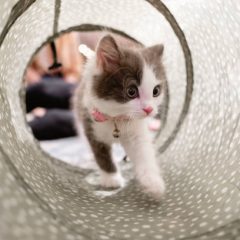 Comment faire un tunnel pour chat ?