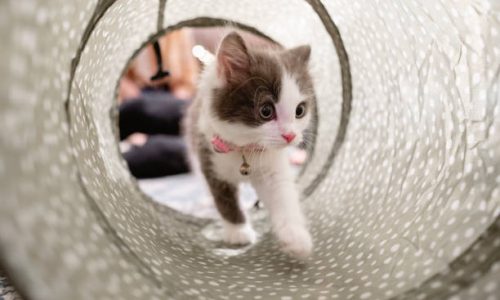 Comment faire un tunnel pour chat ?