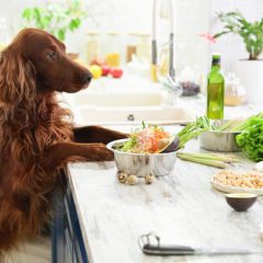Pourquoi choisir des croquettes Bio pour son Chien ?