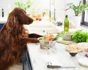 Pourquoi choisir des croquettes Bio pour son Chien ?