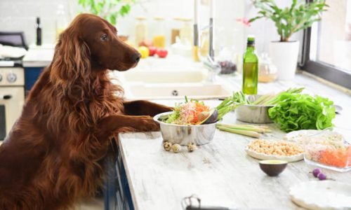 Pourquoi choisir des croquettes Bio pour son Chien ?