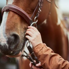 Comment bien soigner son cheval ?