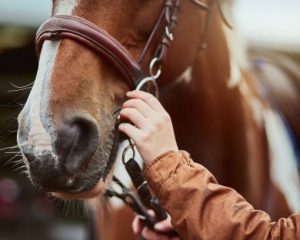 Comment bien soigner son cheval ?