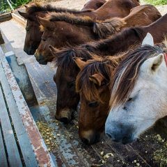Quel impact peut avoir les compléments alimentaires sur la santé et la condition physique de votre cheval ?