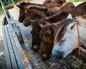 Quel impact peut avoir les compléments alimentaires sur la santé et la condition physique de votre cheval ?
