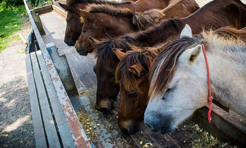 Quel impact peut avoir les compléments alimentaires sur la santé et la condition physique de votre cheval ?