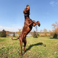 Les accessoires pour les chiens sportifs : pour les activités de plein air