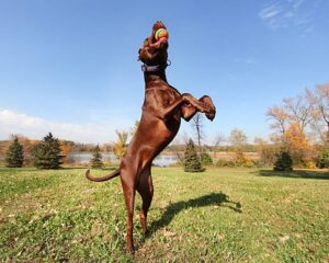 Les accessoires pour les chiens sportifs : pour les activités de plein air