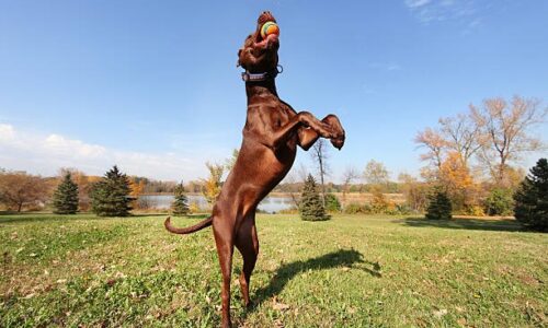 Les accessoires pour les chiens sportifs : pour les activités de plein air