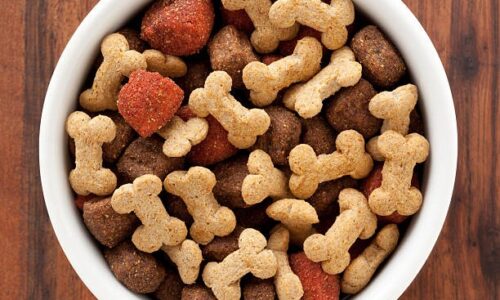 Quelles croquettes pour un chien en surpoids ?