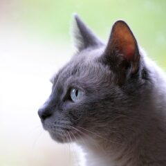 Accessoires ludiques pour chats : découvrez les meilleures offres !