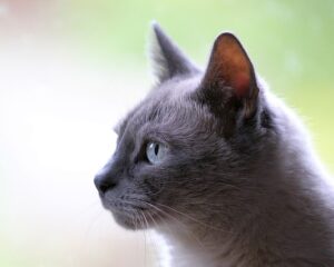 Accessoires ludiques pour chats : découvrez les meilleures offres !