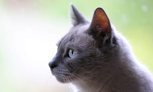 Accessoires ludiques pour chats : découvrez les meilleures offres !
