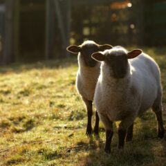 Le guide ultime pour choisir le meilleur vétérinaire pour ovins dans l’Aveyron
