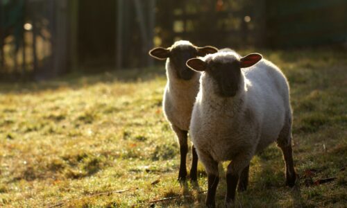 Le guide ultime pour choisir le meilleur vétérinaire pour ovins dans l’Aveyron